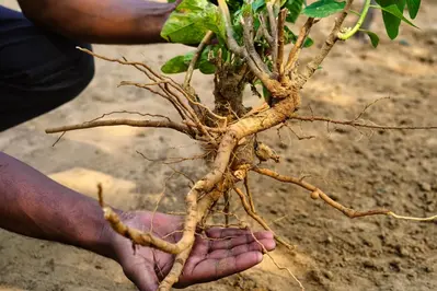 ashwagandha plant